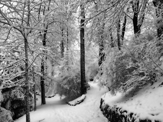 White bonus on the Bohemian-Moravian Highlands Czech Republic