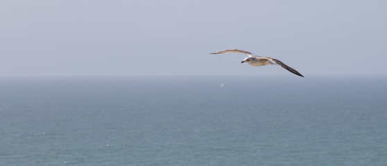 Fototapeta na wymiar goéland volant au dessus de la mer