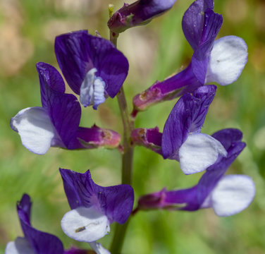 Macrophotographie fleur sauvage - Vesce faux-sainfoin - Vicia onobrychioides