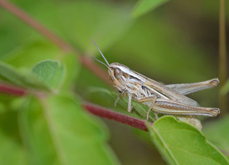 grasshopper climing a stem of a plant of countryside meadow