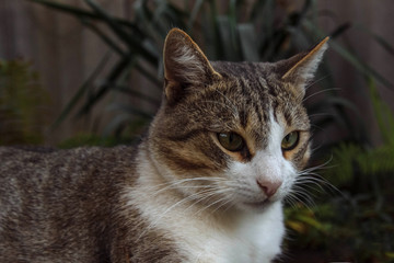 sitting cat close-up with green plants in the background