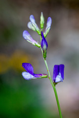 Fototapeta na wymiar Macrophotographie fleur sauvage - Vesce faux-sainfoin - Vicia onobrychioides