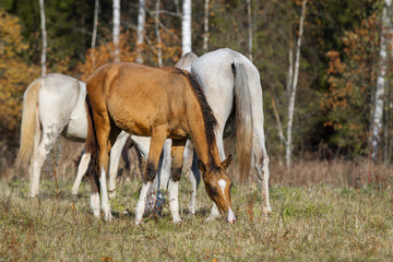 Horse herd with mare and young foal grazing on pasture