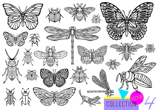 Big hand drawn line set of insects bugs, beetles, honey bees, butterfly moth, bumblebee, wasp, dragonfly, grasshopper. Silhouette vintage sketch style engraved illustration.