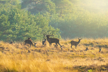 Obraz na płótnie Canvas Herd of red deer cervus elaphus rutting and roaring during sunset