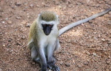 camera tilting down on single monkey with brown background 
