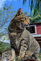 Gato rajado, sem raça definida, encima de caixa de correio em cores, alta definição.