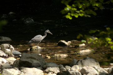 Ardea cinerea; Grey Heron fishing in the Gorges de l'Areuses, Romandie