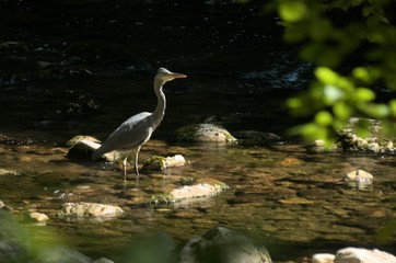 Ardea cinerea; Grey Heron fishing in the Gorges de l'Areuses, Romandie