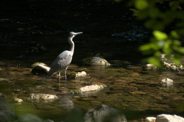 Ardea cinerea; Grey Heron fishing in the Gorges de l'Areuses, Romandie