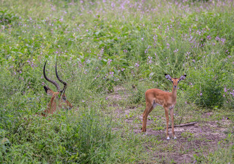 baby impala with mother hiding in grass