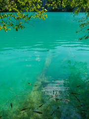 Fototapeta na wymiar shoal of fish in national park of plitvice lakes in croatia