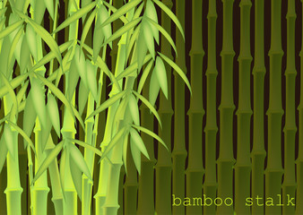 Abstract background of bamboo trees. Bamboo stalks. Vector illustration of tropical plants for your design.