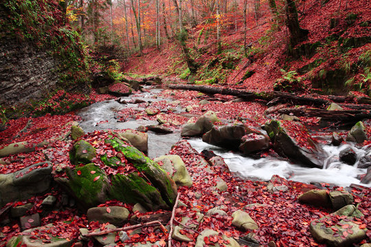 Brook in the Autumn Beech Forest