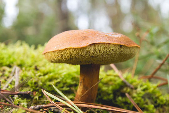 Beautiful boletus growing on the moss in the forest