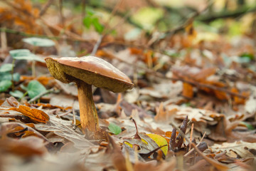 Boletus growing among the aumnal leaves