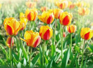 Obraz premium Bright tulips with beautiful sunlight. Red Yellow flowers on flowerbed in spring sunny day. Selective focus.