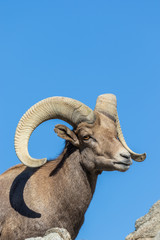 Obraz premium Desert Bighorn Sheep Ram