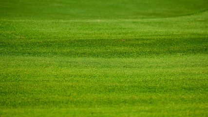 Green grass of golf field closed up for nature background or texture