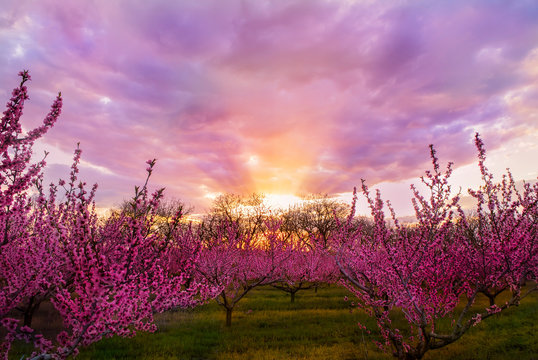 Spring flowering pink peach garden. Incredible spectacle of slender rows of pink flowering trees at sunset.
