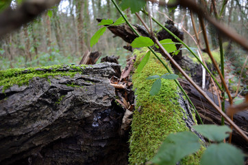 Dead Trunk Tree In The Forest