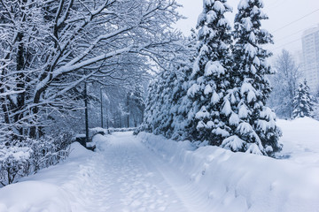 winter landscape in the Park
