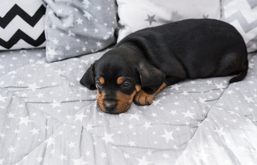 Cute puppy of dachshund lying on human bed