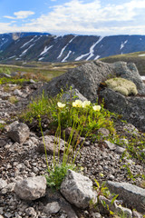 Dwarf wild poppies flowers in the alpine zone in the mountains Khibiny