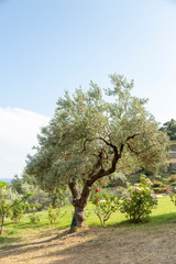 Obraz premium An olive tree grows in a courtyard in Skopelos Island, Greece.