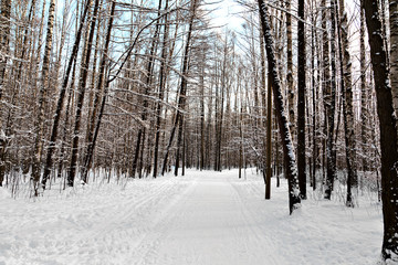 Winter alley in the park