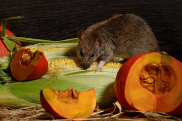 Close-up rat  (Rattus norvegicus) eats corn and looks at camera near red pumkin inside of  pantry.