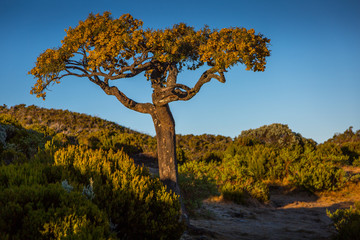 Piton Textor - Piton de l'Eau - Remparts de la Rivière de l'Est