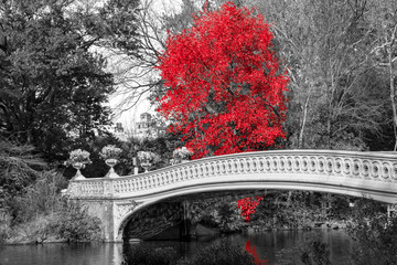 Obrazy na Szkle  Czerwone drzewo na Bow Bridge w Central Parku Jesienna scena krajobrazu w Nowym Jorku
