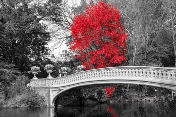 Roter Baum an der Bow Bridge im Herbstlandschaftsszene im Central Park in New York City © deberarr