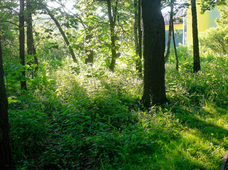 rays of light in the Park in summer 