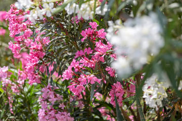 Colourful garden on a summer house in Skopelos Island, Greece.
