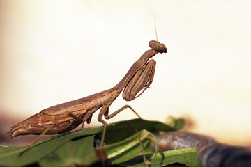 Mediterranean mantis or iris mantis (Iris oratoria) 3