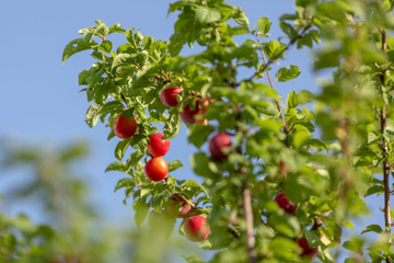 Red mirabelle cherry plums - Prunus domestica syriaca lit by sun, growing on wild tree.