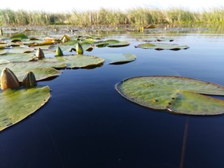 nenuphars, lake.