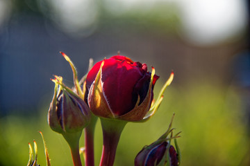 Burgundy rose in the garden on grass background