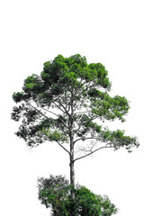 Beautiful tree with green leaves isolated on white background