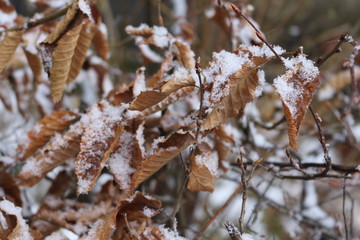  Snow lies on the dry leaves of bushes