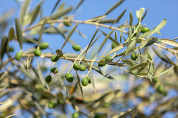 Close up shot of an olive tree with fresh olives and green leafs.