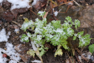  The first snow lies on the green grass.