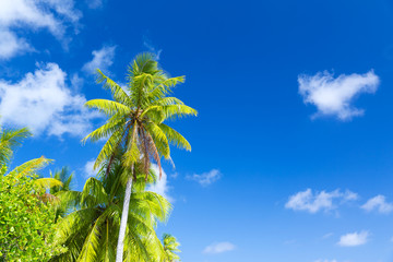 Fototapeta premium summer and exotic nature concept - palm trees over blue sky