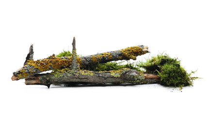 Green moss with rotten branch and yellow lichen isolated on white background