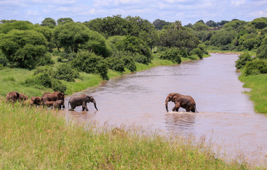 Fototapeta na wymiar elephants starting to walk across river