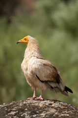 Egyptian Vulture (Neophron percnopterus), spain, portrait perched on rocks