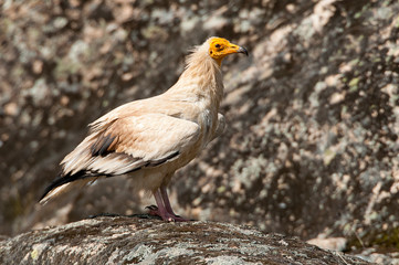 Egyptian Vulture (Neophron percnopterus), spain, portrait perched on rocks