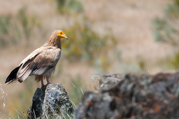 Egyptian Vulture (Neophron percnopterus), spain, portrait perched on rocks